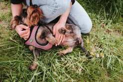 Hundsele Hunter Step-In Rosa