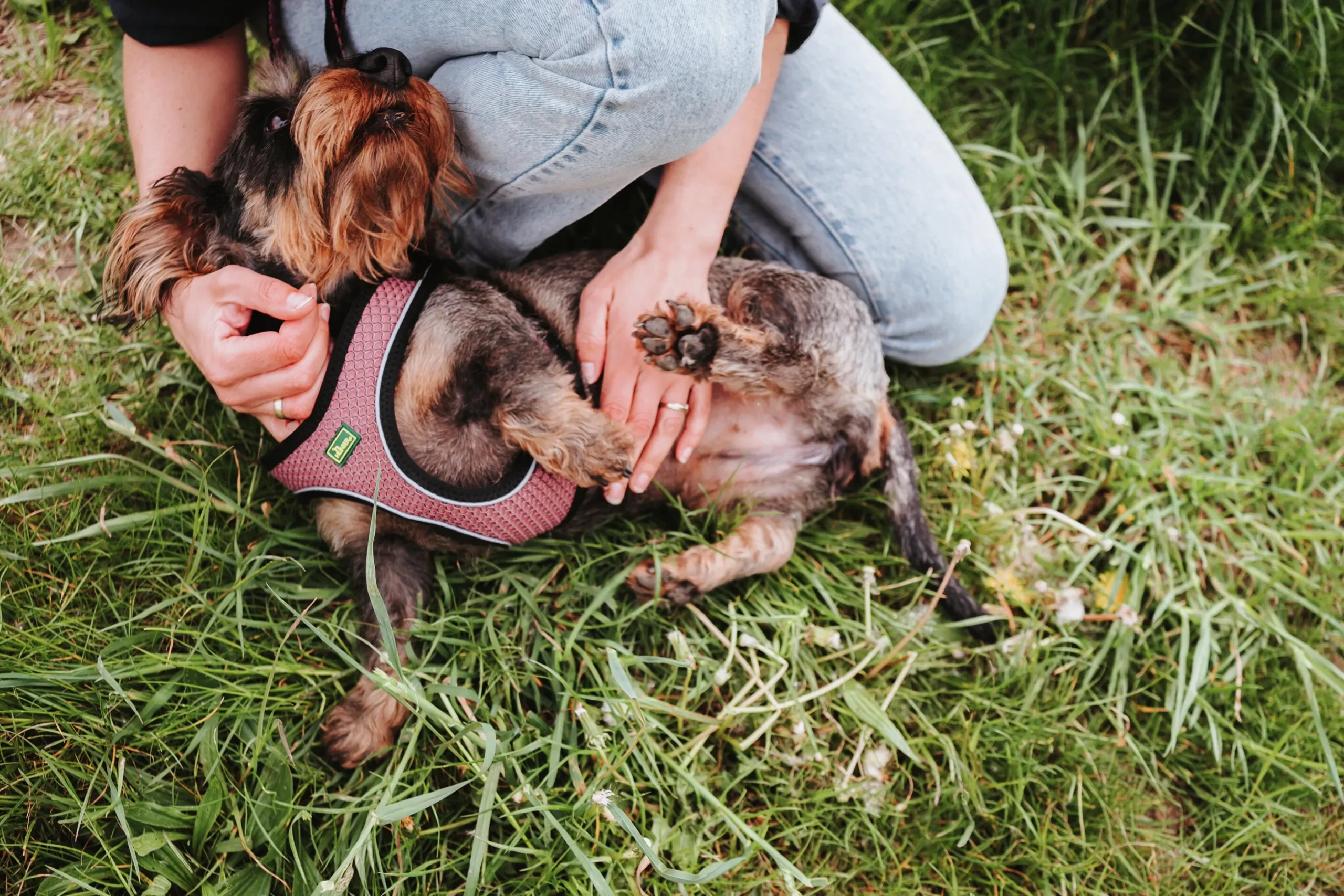 Hundsele Hunter Step-In Rosa