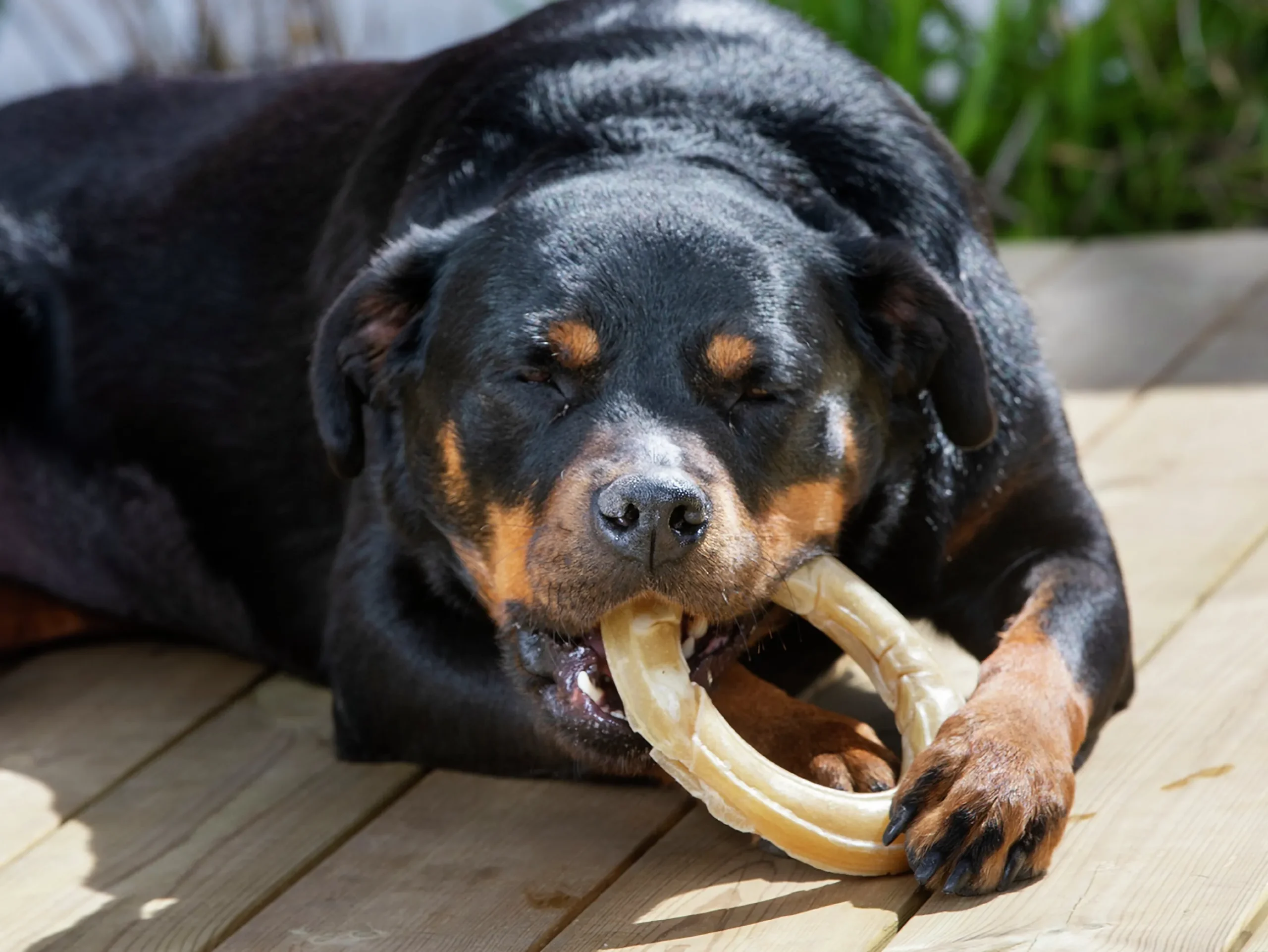 Hundtugg Dogman Tuggring Pressad Natur L 15cm