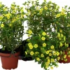 Husarknapp lat. Sanvitalia procumbens 'Compact'
