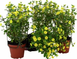 Husarknapp lat. Sanvitalia procumbens 'Compact'