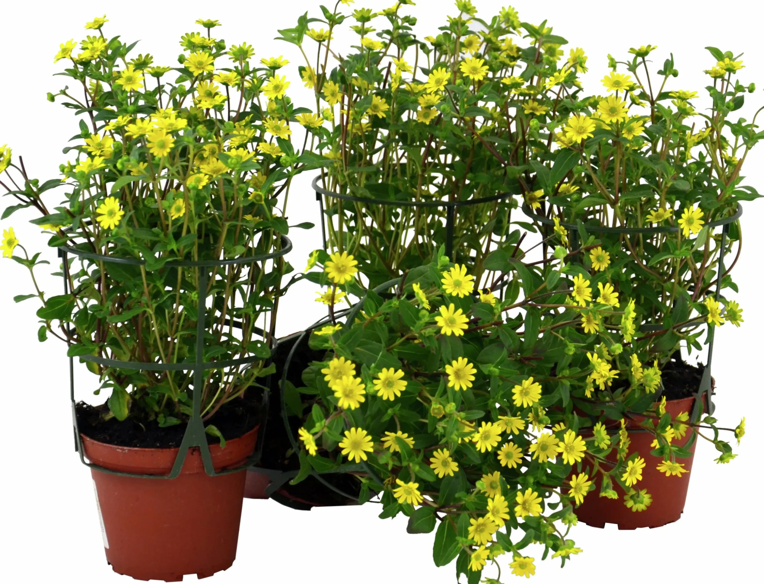 Husarknapp lat. Sanvitalia procumbens 'Compact'