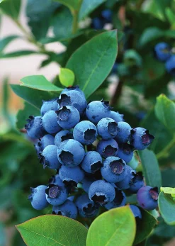 Hybridblåbär 'North Country'