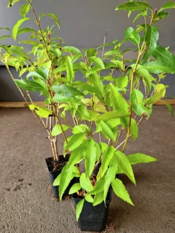 Hybridforsythia 'Freja' Certifierad Krukodlad
