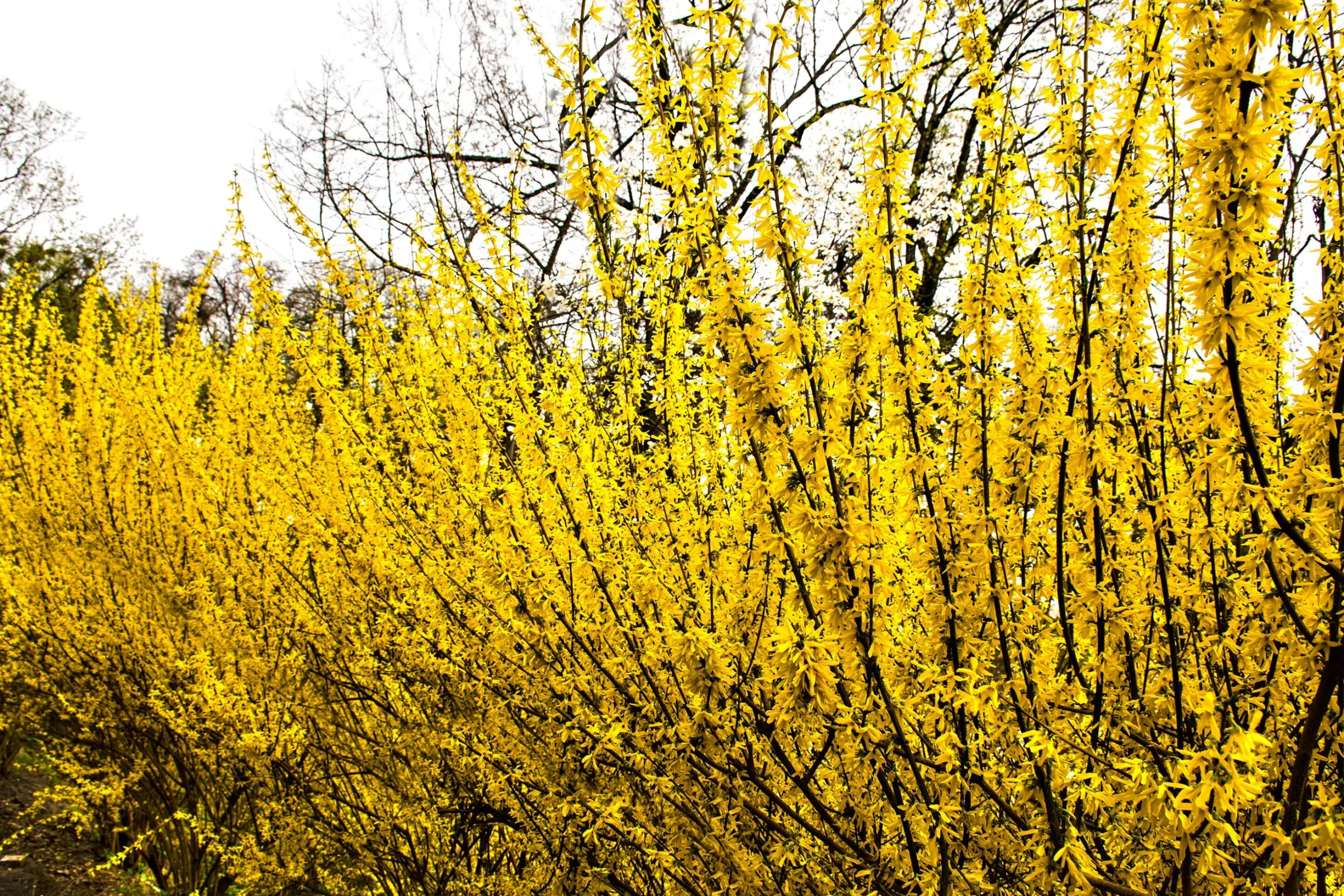 Hybridforsythia 'Freja' Certifierad Krukodlad