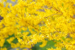 Hybridforsythia 'Freja' Certifierad Krukodlad
