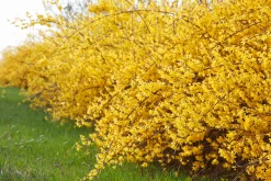 Hybridforsythia 'Freja' Certifierad Krukodlad