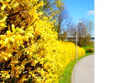 Hybridforsythia 'Freja' Certifierad Krukodlad
