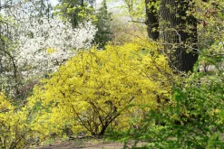 Hybridforsythia 'Lynwood Gold' Solitär Krukodlad