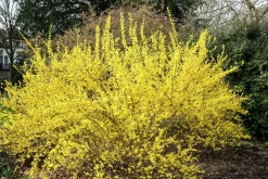Hybridforsythia 'Lynwood Gold' Solitär Krukodlad
