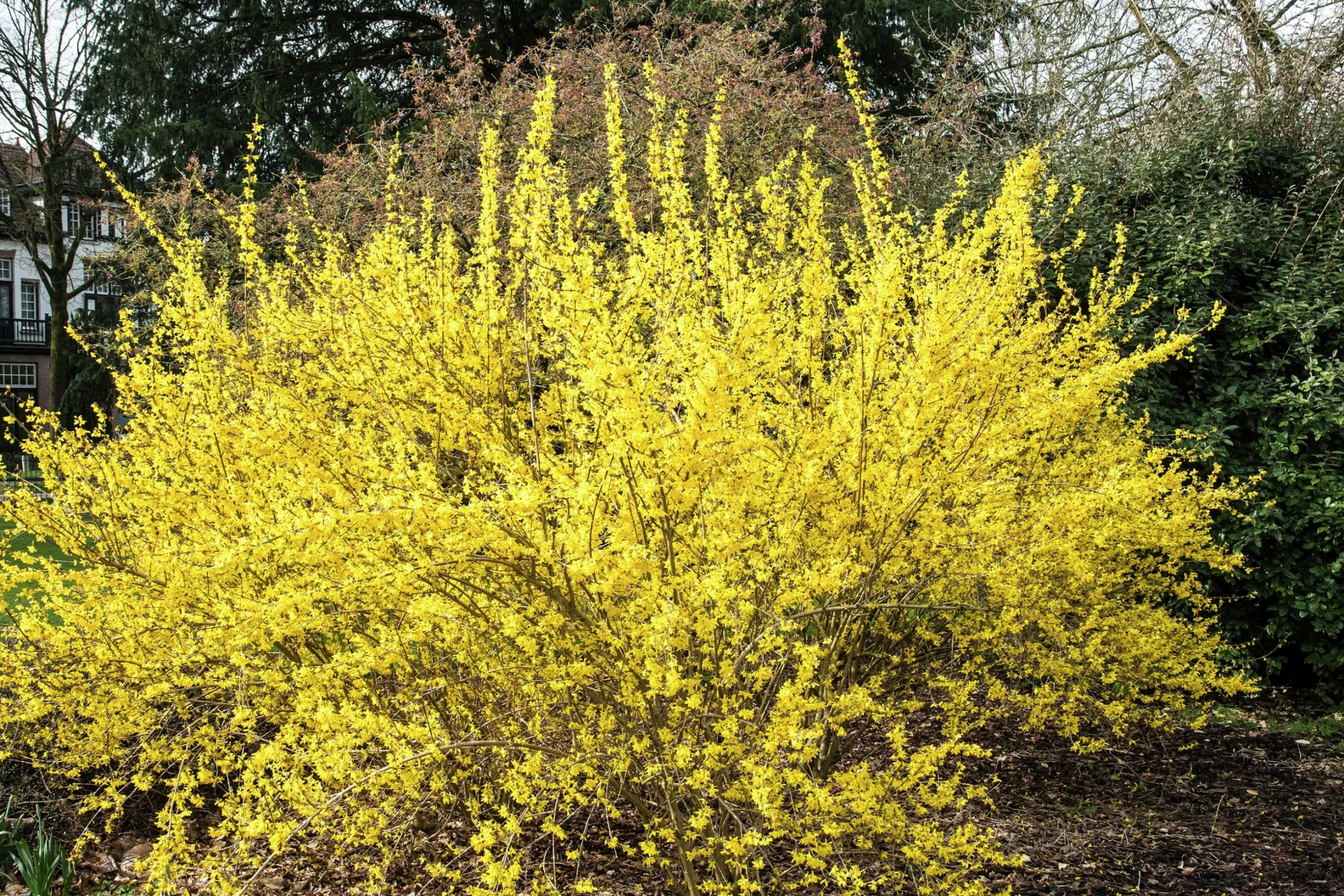 Hybridforsythia 'Lynwood Gold' Solitär Krukodlad