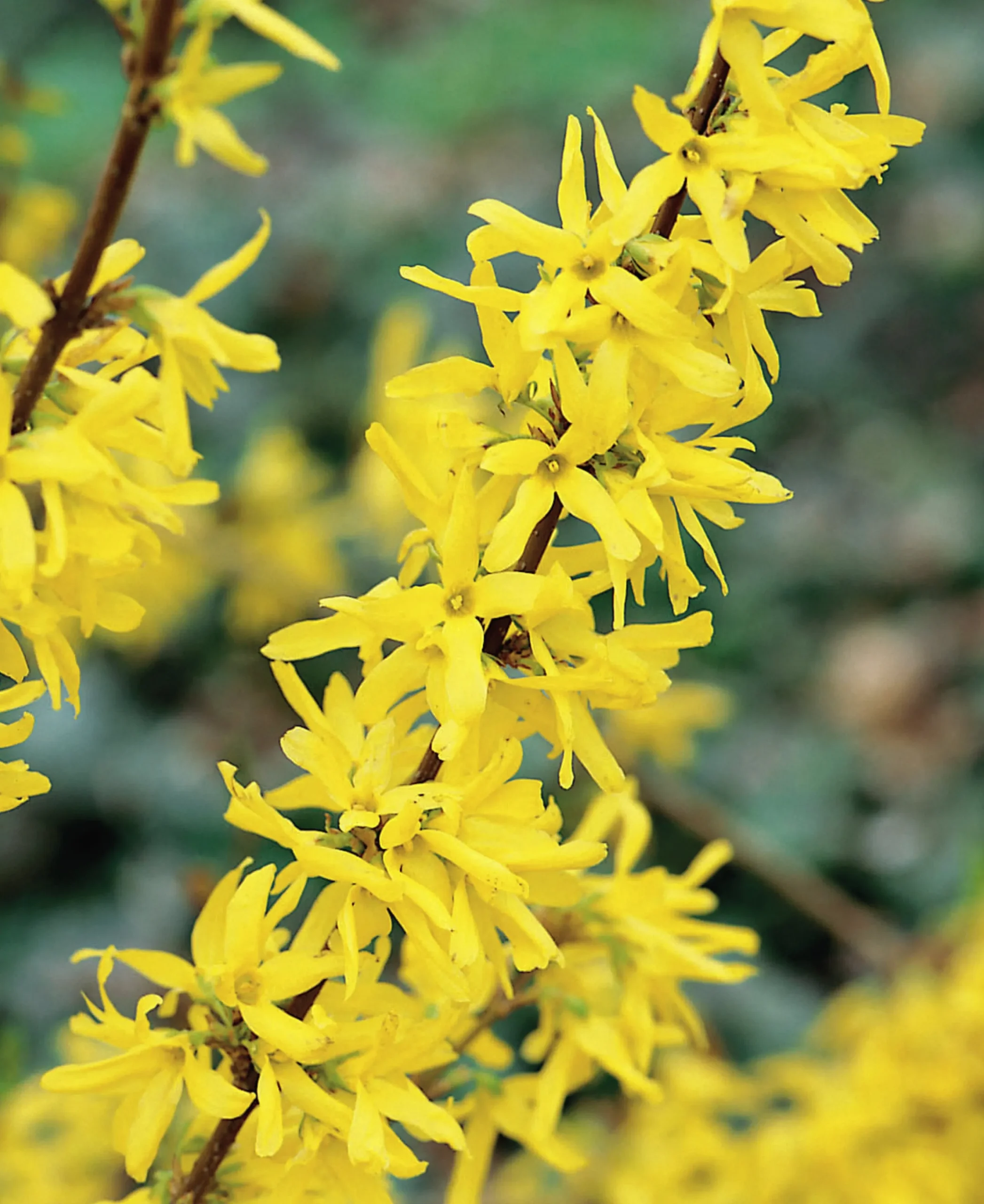 Hybridforsythia 'Lynwood Gold' Solitär Krukodlad