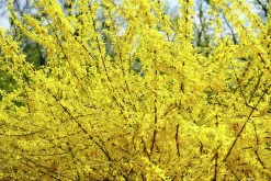 Hybridforsythia 'Lynwood Gold' Solitär Krukodlad