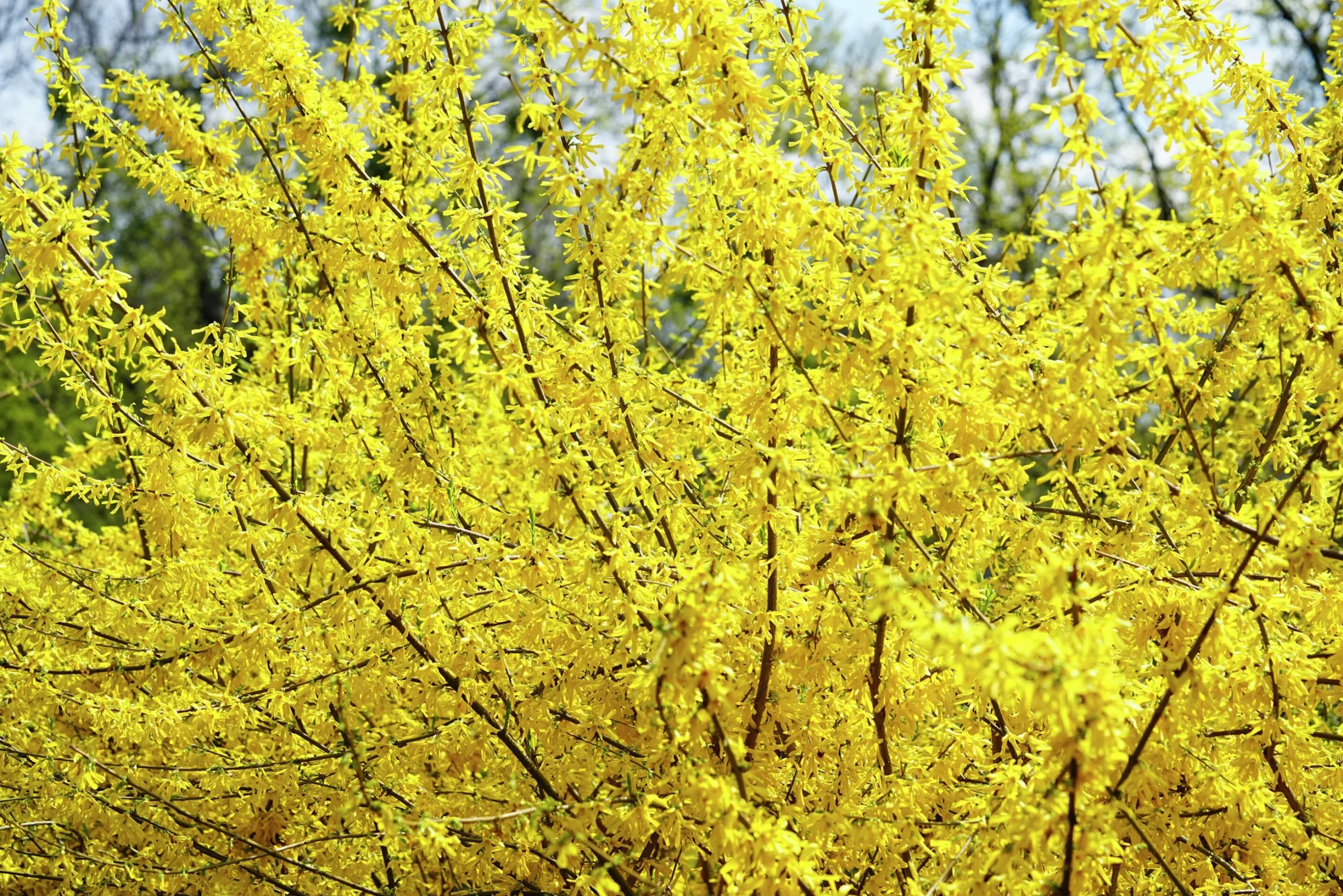 Hybridforsythia 'Lynwood Gold' Solitär Krukodlad