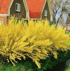 Hybridforsythia 'Lynwood Gold' Krukodlad