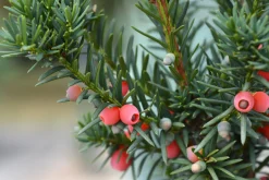 Hybrididegran 'Hicksii' Krukodlad