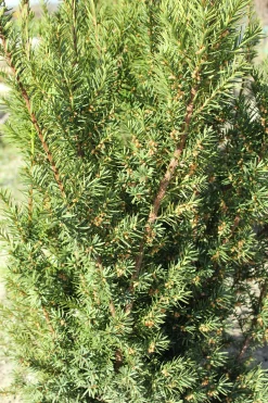 Hybrididegran 'Hicksii' Krukodlad
