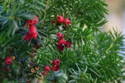 Hybrididegran 'Hicksii' Krukodlad