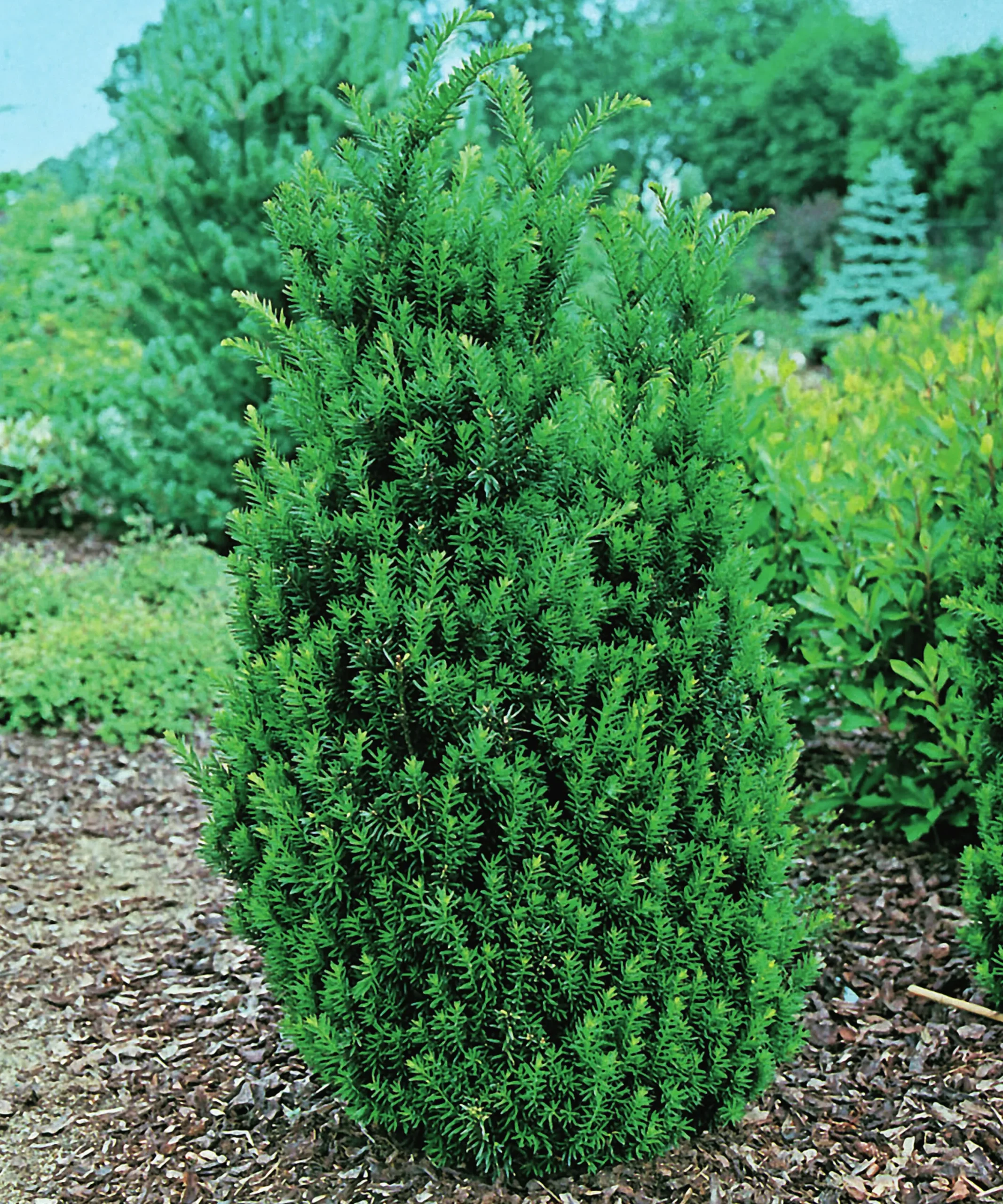 Hybrididegran 'Hillii' Krukodlad