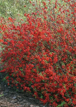 Hybridrosenkvitten 'Nicoline' Krukodlad
