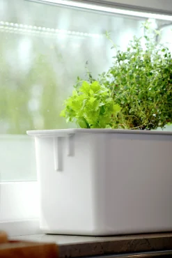 Hydroponisk odling Nelson Garden Harvy Startpaket 3 pluggar