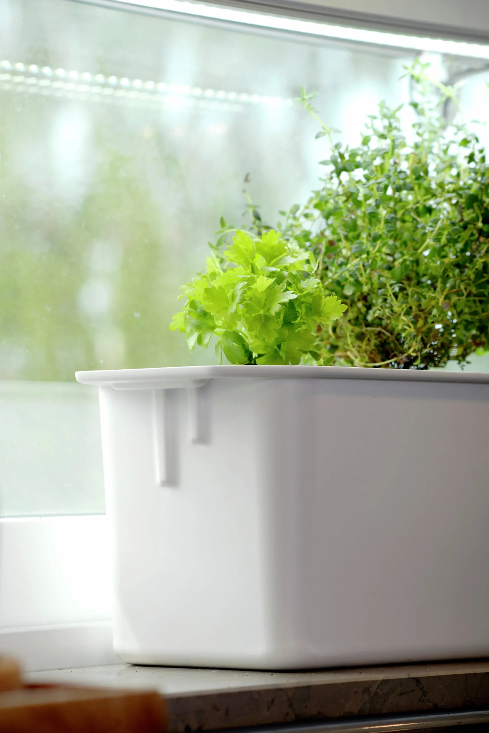 Hydroponisk odling Nelson Garden Harvy Startpaket 3 pluggar