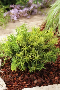 Idegran 'Summergold' Krukodlad