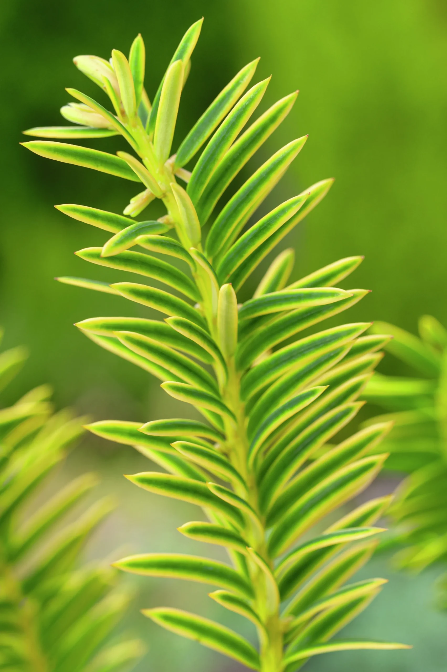 Idegran 'Summergold' Krukodlad