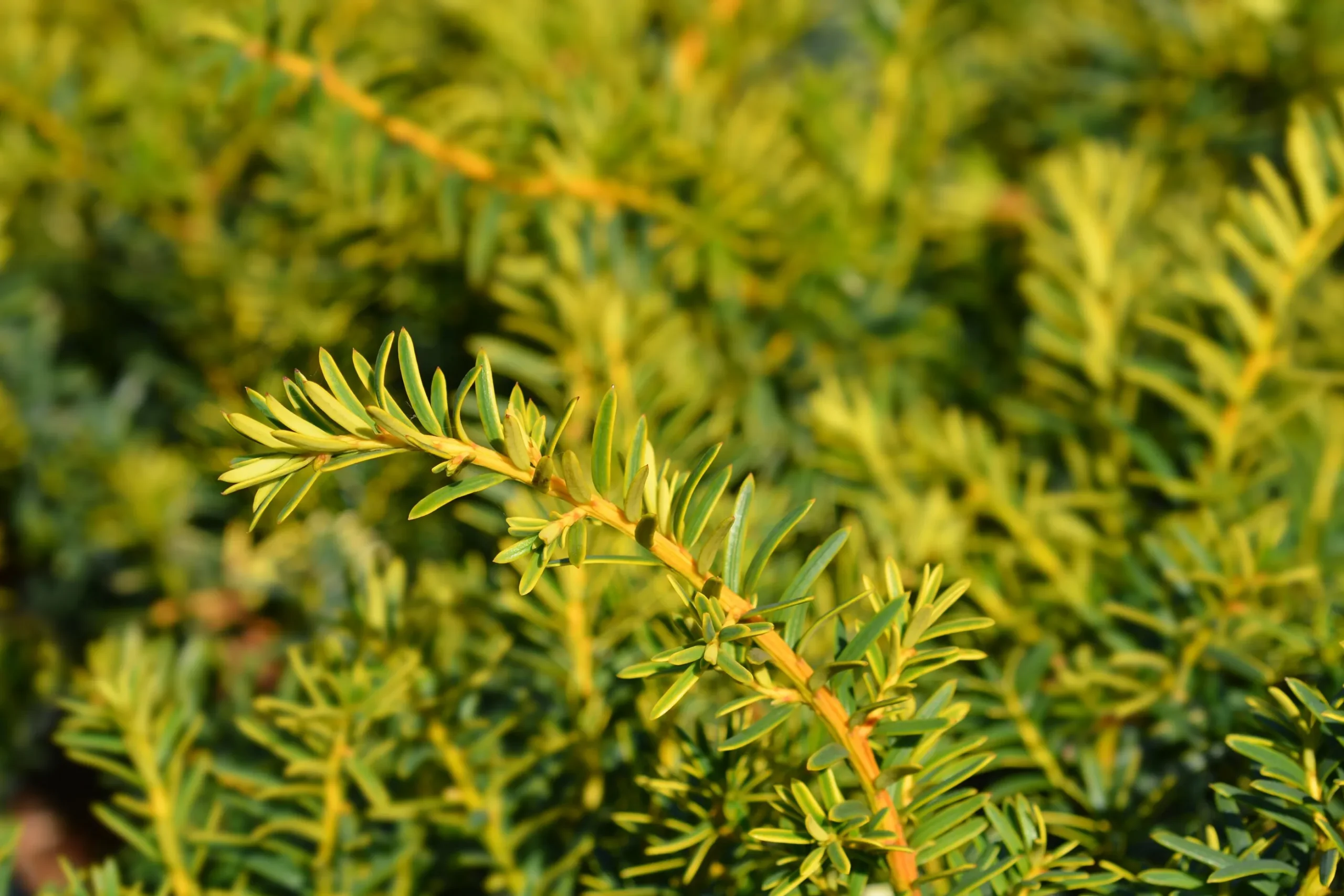 Idegran 'Summergold' Krukodlad