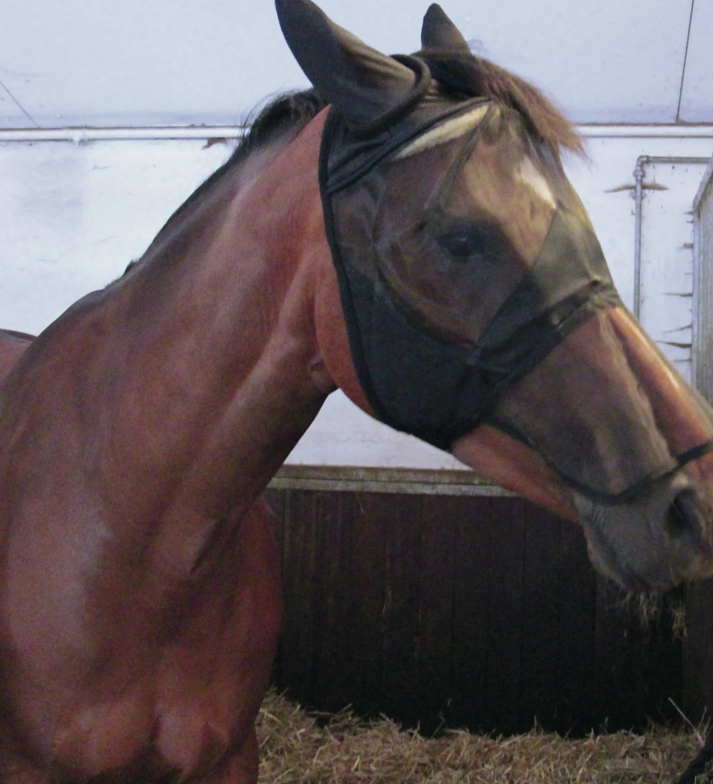 Insektsmask Horseguard med Mulskydd Svart