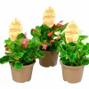 Isbegonia lat. Begonia x semperflorens cultorum