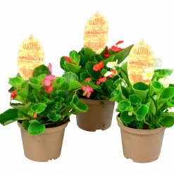 Isbegonia lat. Begonia x semperflorens cultorum