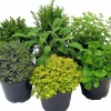 Italienska Kryddväxter Mix 14cm