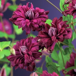 Italiensk Klematis Purpurea 'Plena Elegans'