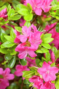 Japansk Azalea 'Kermesina'