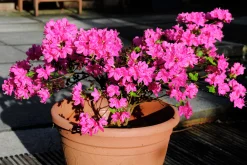 Japansk Azalea 'Kermesina'