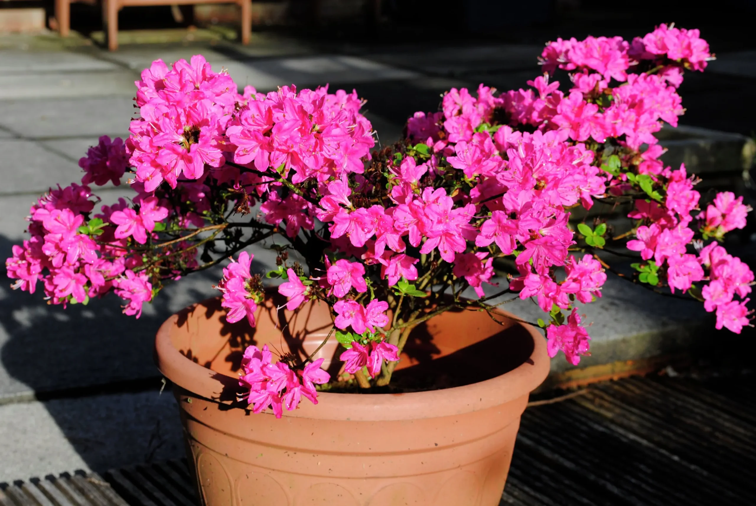 Japansk Azalea 'Kermesina'
