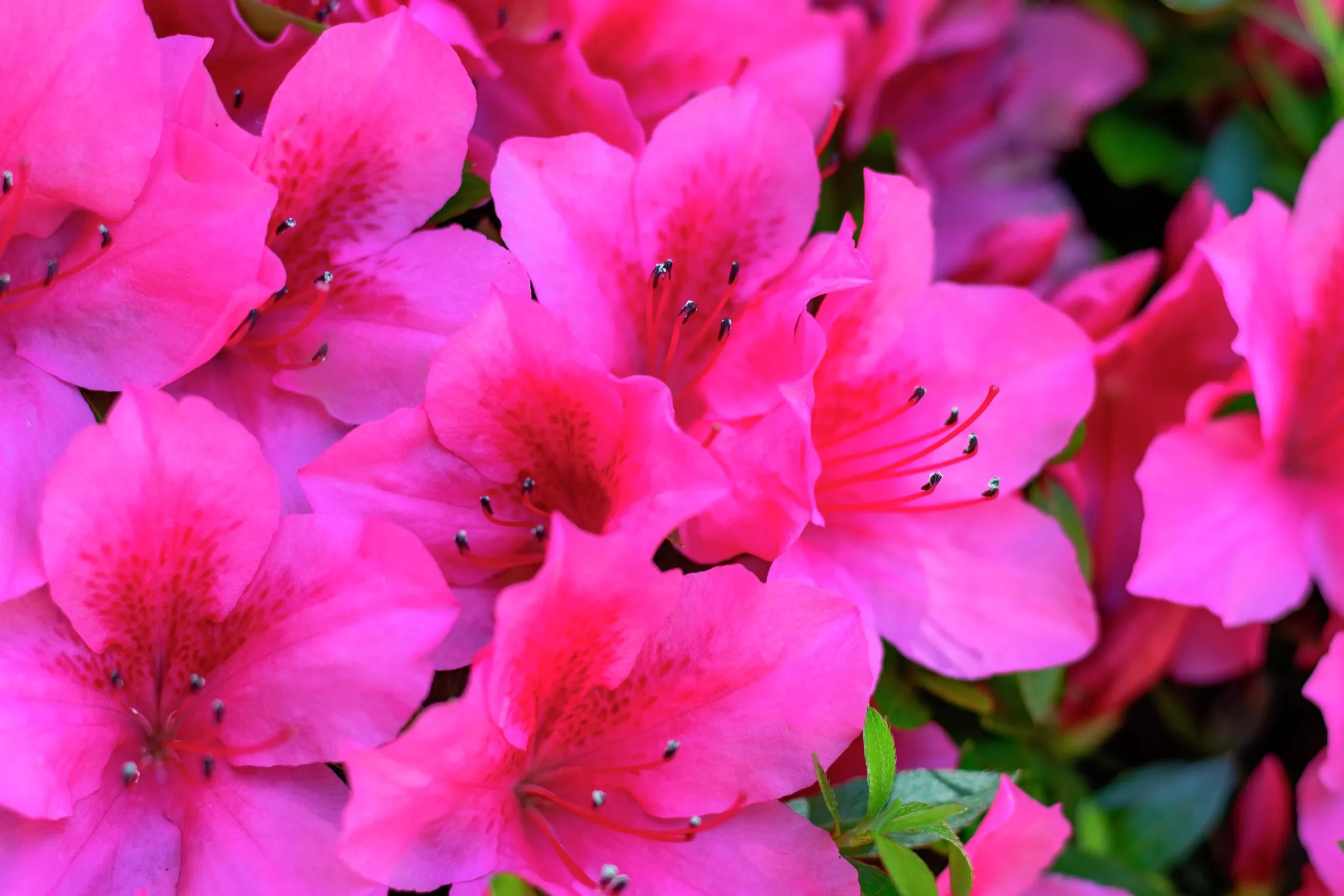 Japansk Azalea 'Kermesina'