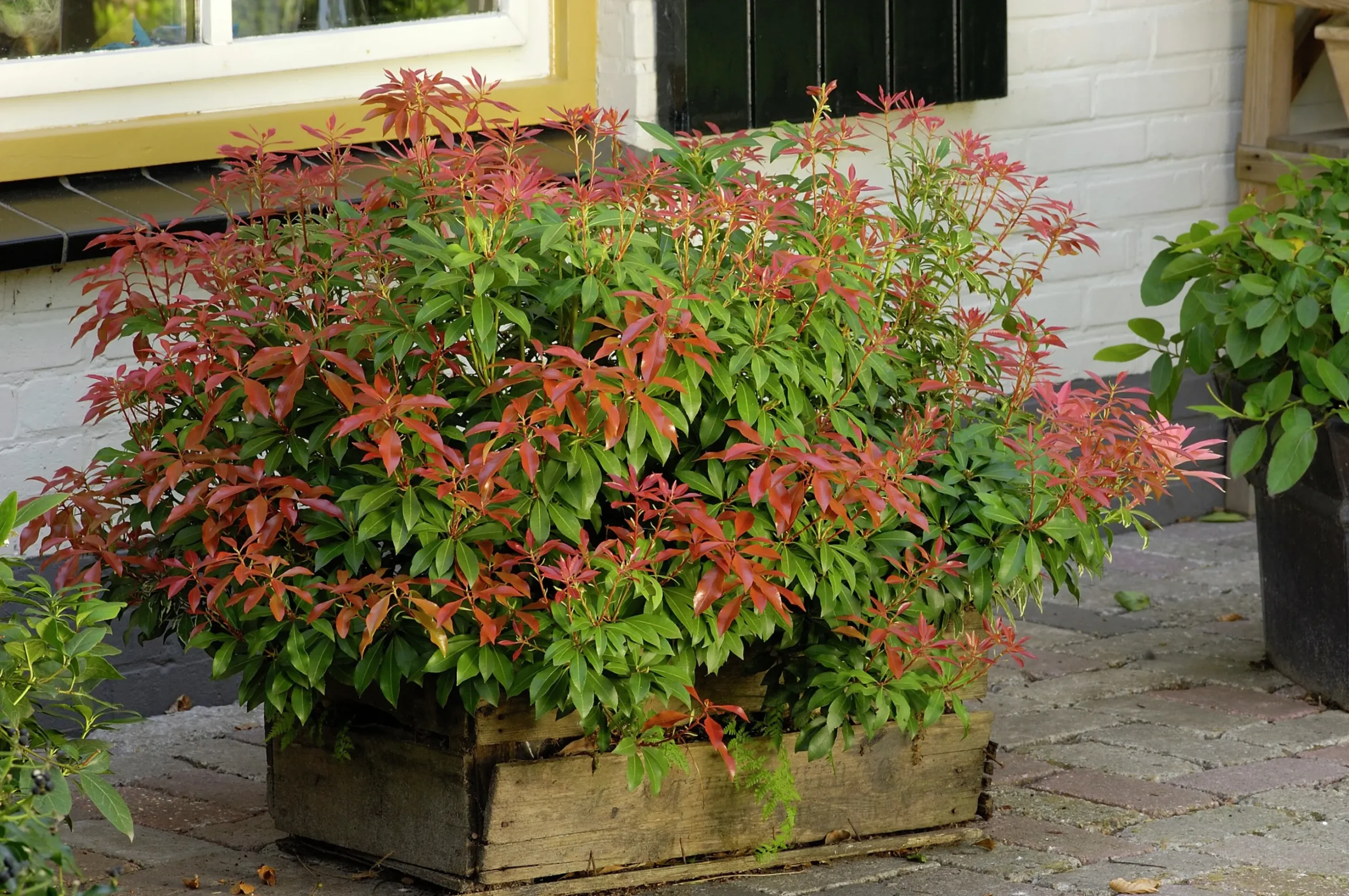 Japansk Buskrosling 'Mountain Fire' Krukodlad