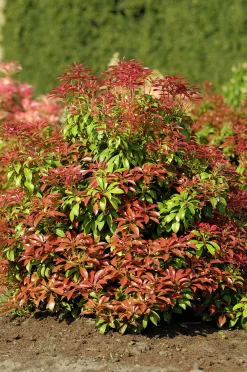Japansk Buskrosling 'Mountain Fire' Krukodlad