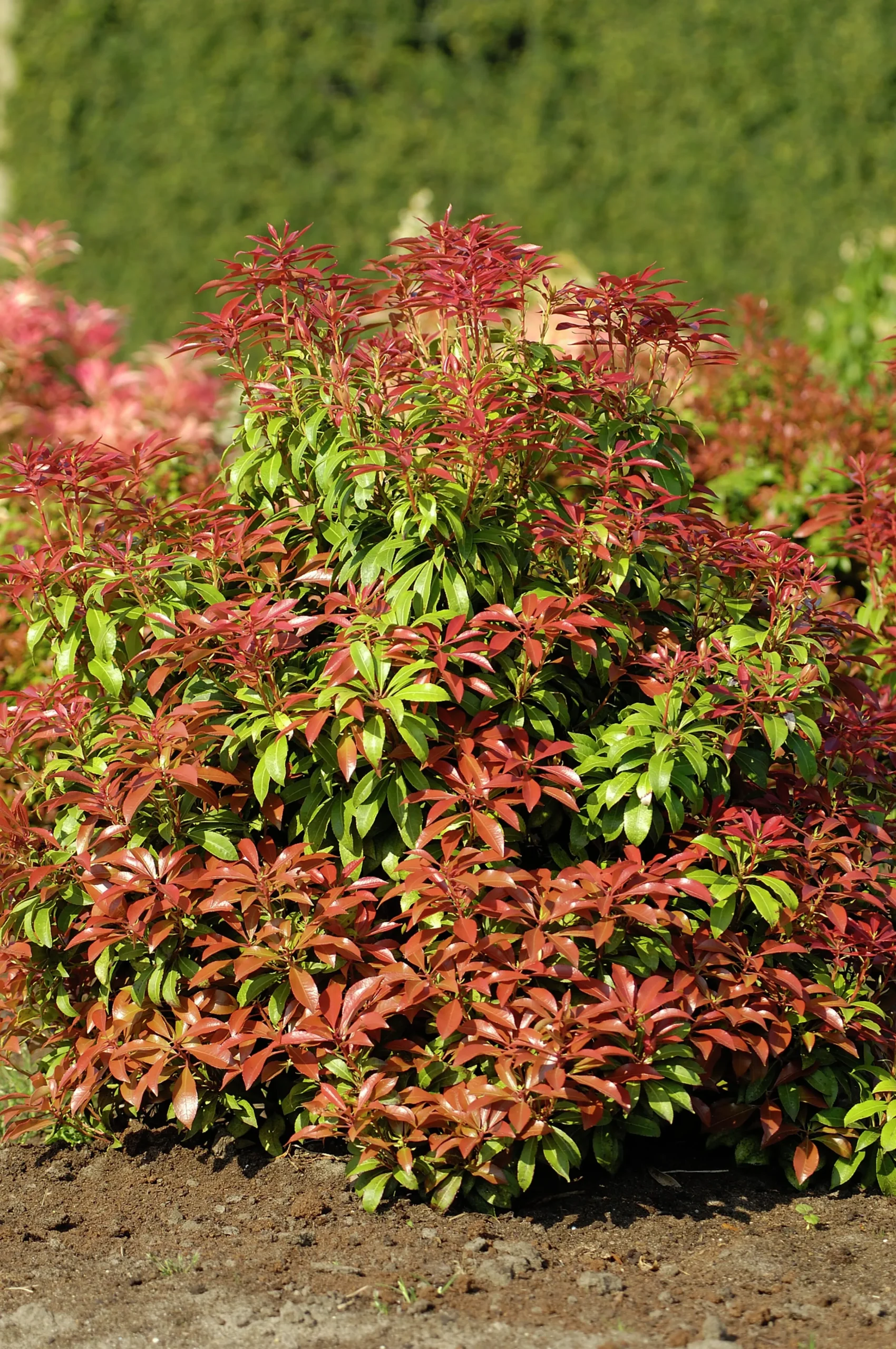 Japansk Buskrosling 'Mountain Fire' Krukodlad