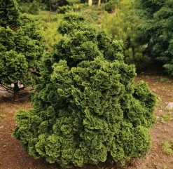 Japansk Dvärgcypress 'Nana Gracilis' Krukodlad