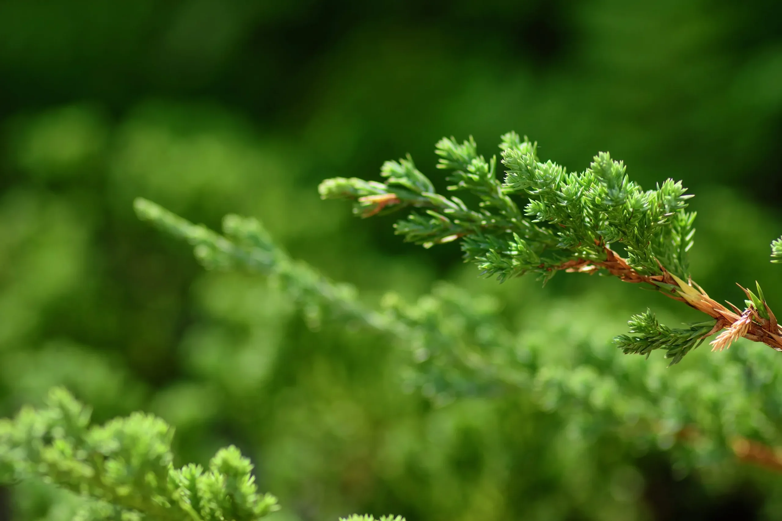 Japansk Dvärgcypress 'Nana Gracilis' Krukodlad