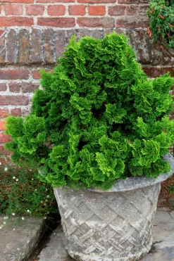 Japansk Dvärgcypress 'Nana Gracilis' Krukodlad