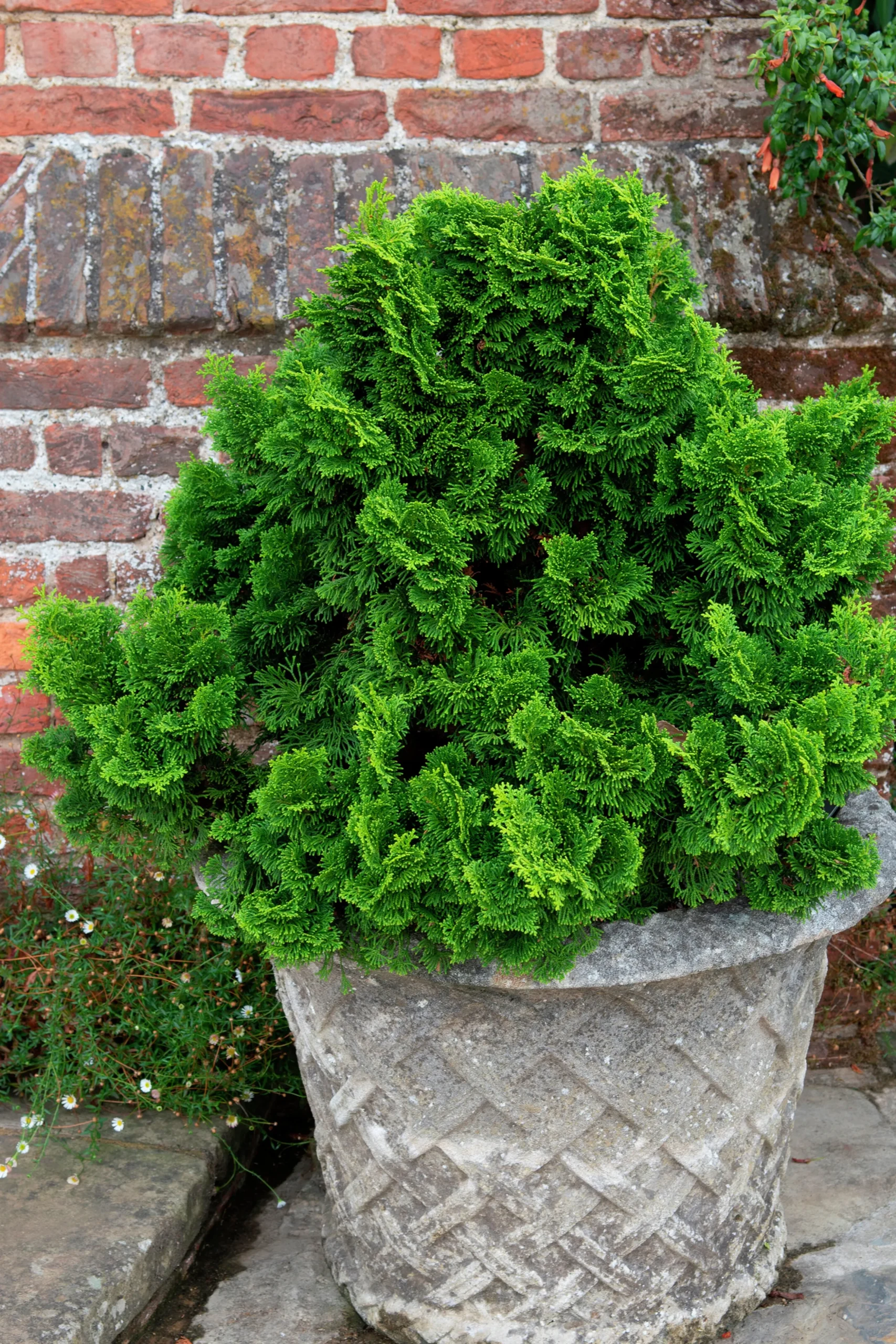 Japansk Dvärgcypress 'Nana Gracilis' Krukodlad