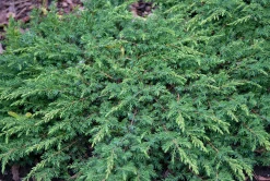 Japansk Dvärgcypress 'Nana Gracilis' Krukodlad