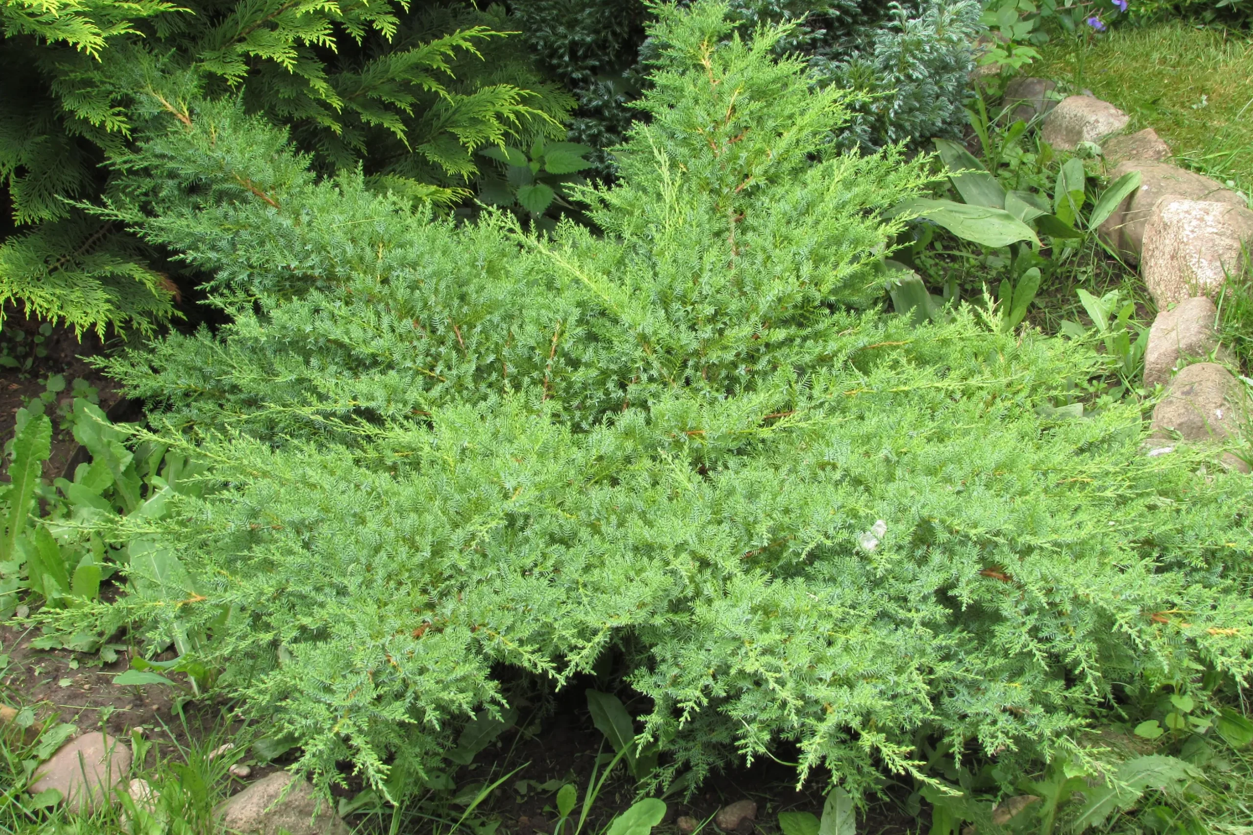 Japansk Dvärgcypress 'Nana Gracilis' Krukodlad