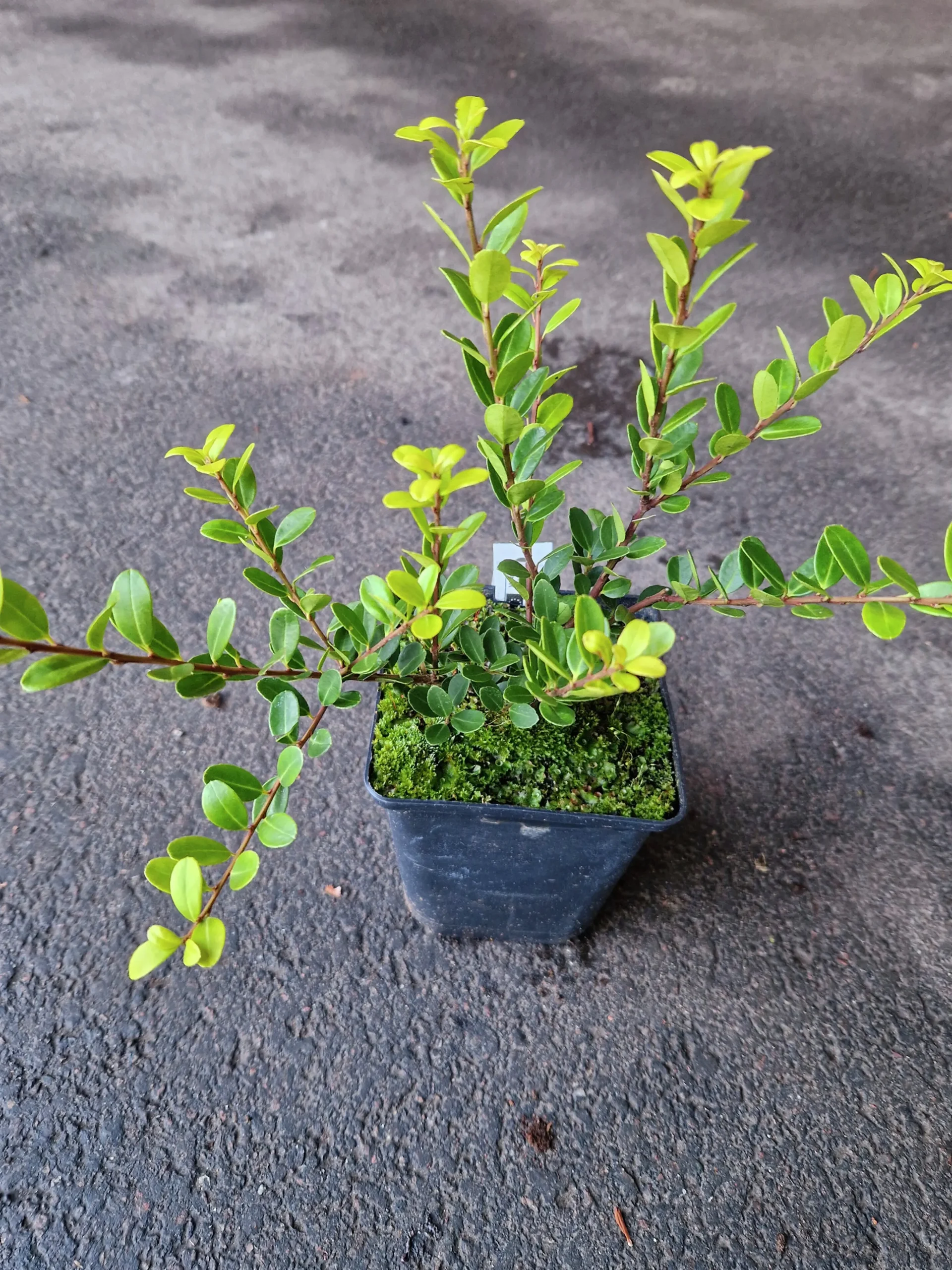 Japansk Järnek 'Green Hedge'