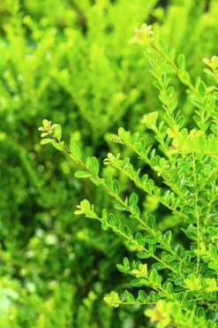 Japansk Järnek 'Green Hedge'
