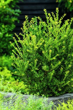 Japansk Järnek 'Green Hedge'